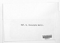 Image of Dothidea insculpta